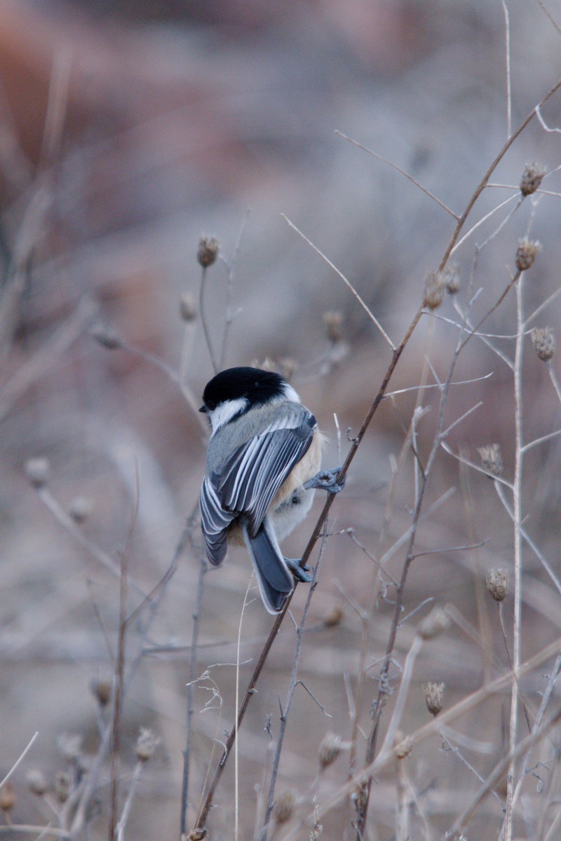 Schwarzkopfmeise - ML647352276