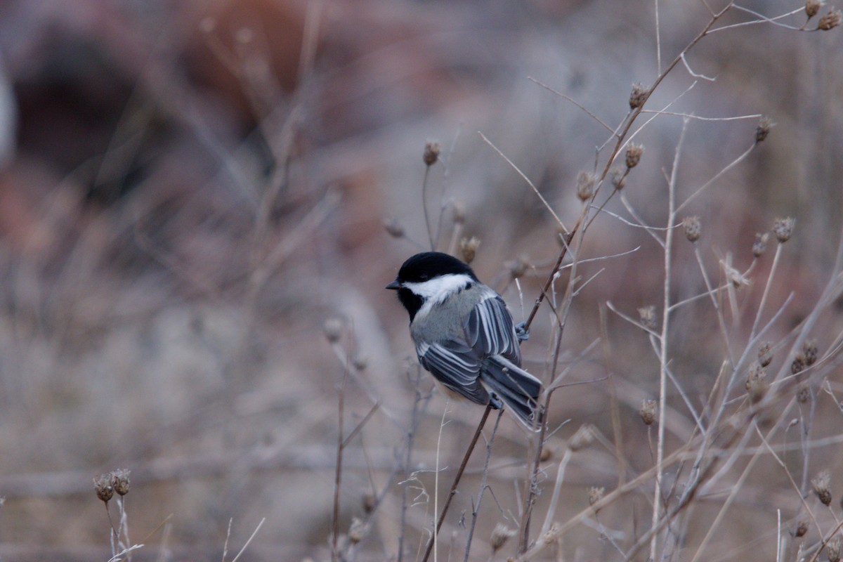 Schwarzkopfmeise - ML647352278