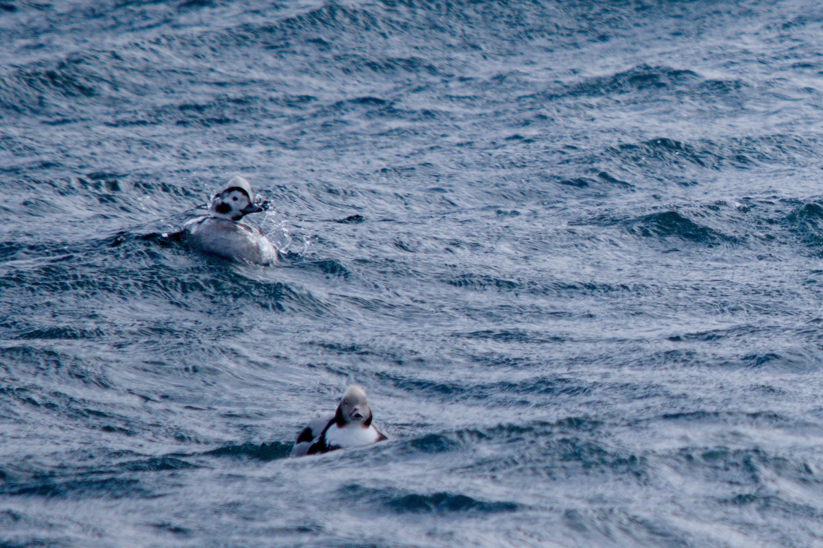 Eisente - ML647352285