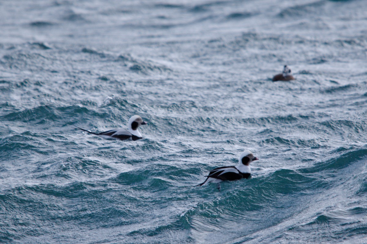 Eisente - ML647352286