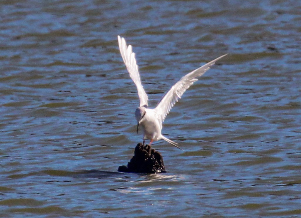 Forster's Tern - ML647352289
