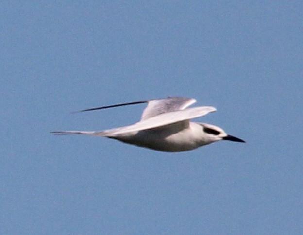 Forster's Tern - ML647352290