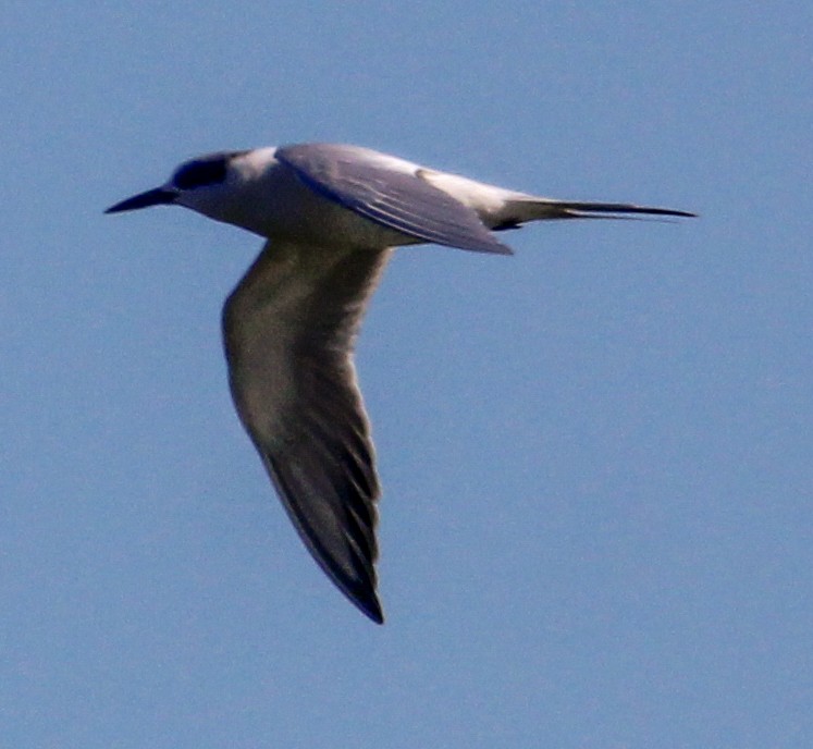 Forster's Tern - ML647352291