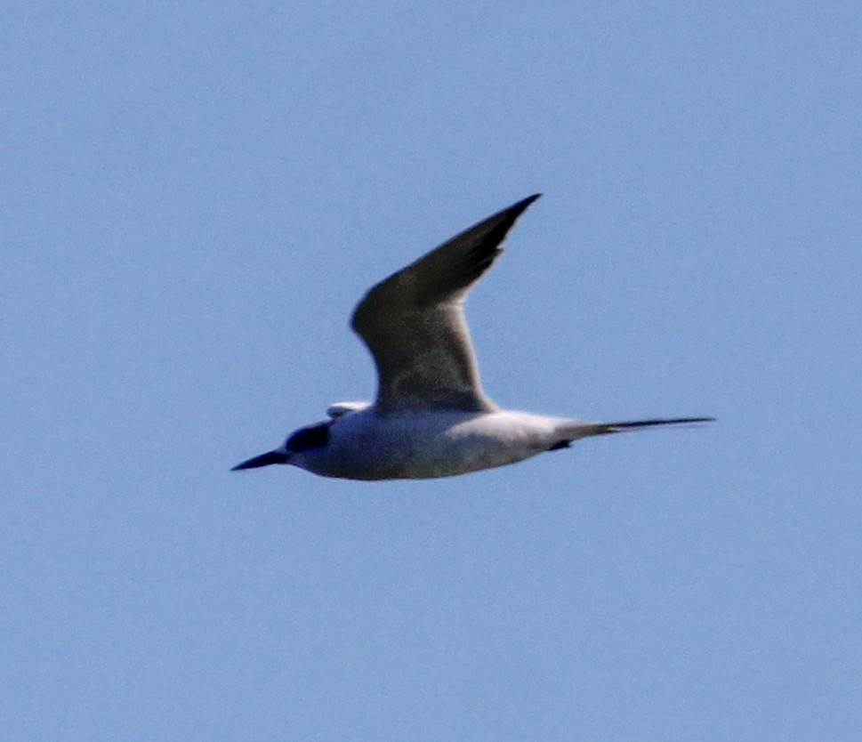 Forster's Tern - ML647352292