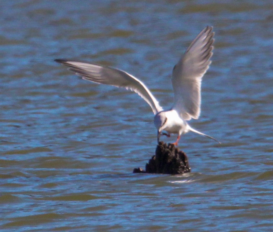 Forster's Tern - ML647352293