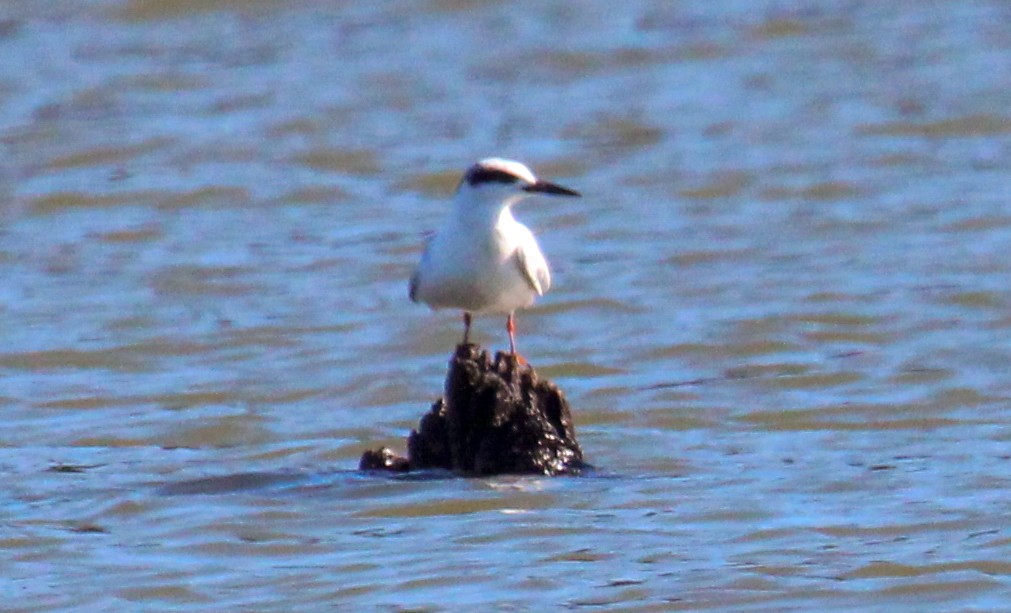Forster's Tern - ML647352294