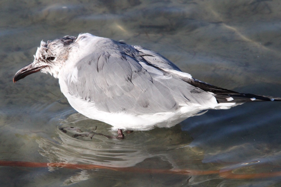 Laughing Gull - ML647352295