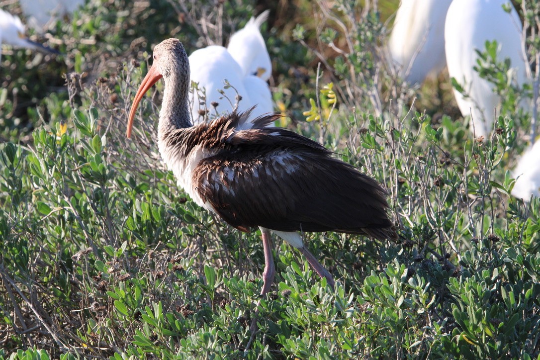 White Ibis - ML647352298