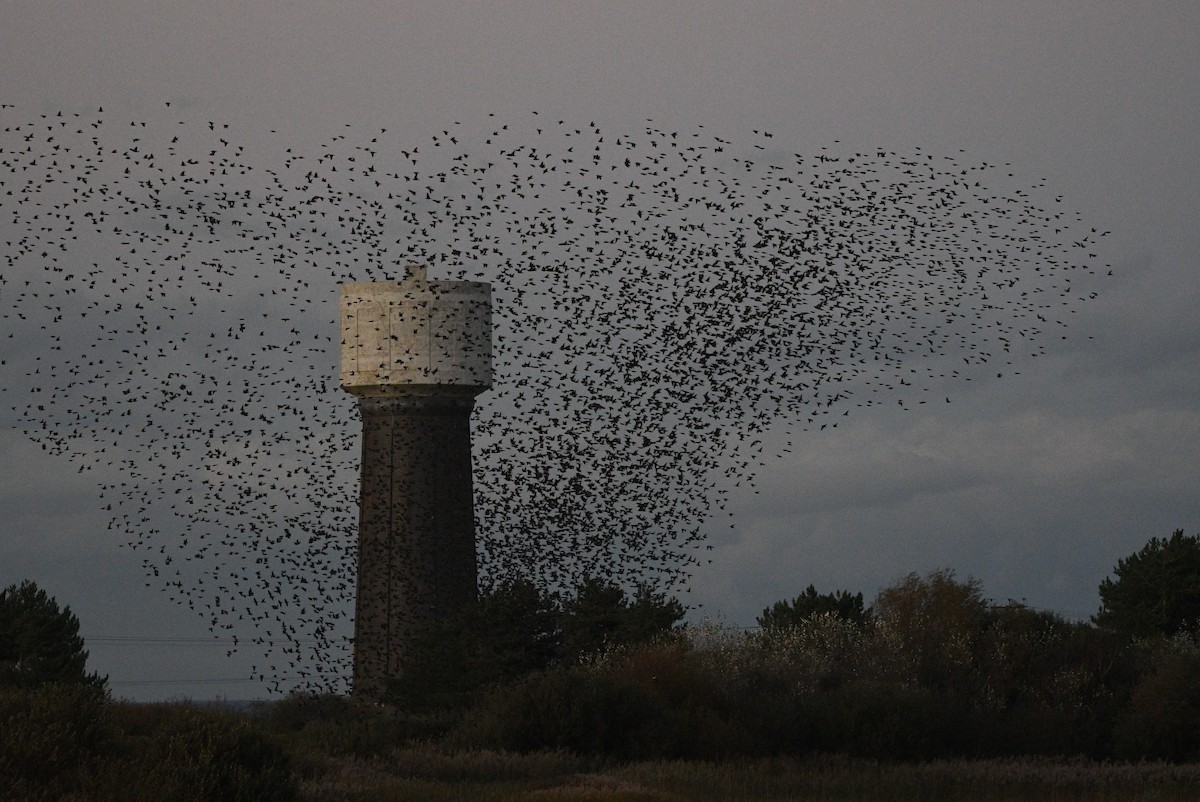 歐洲椋鳥 - ML647352299