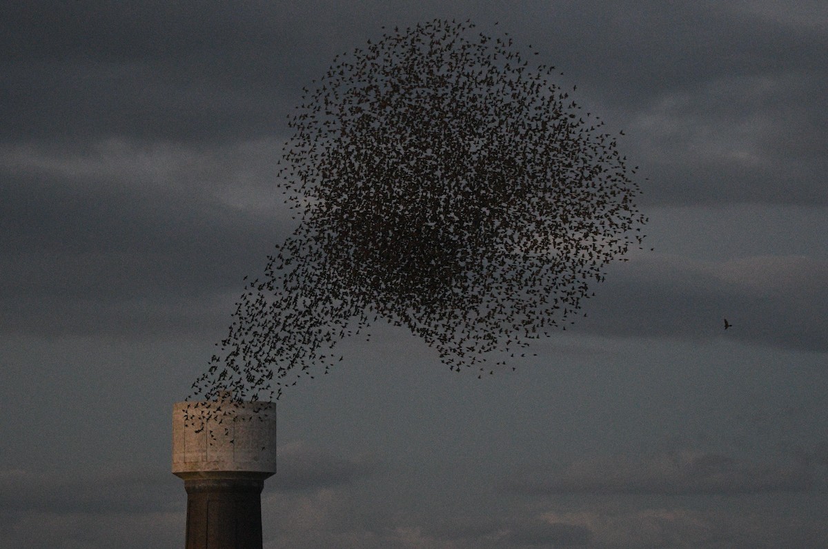 歐洲椋鳥 - ML647352300