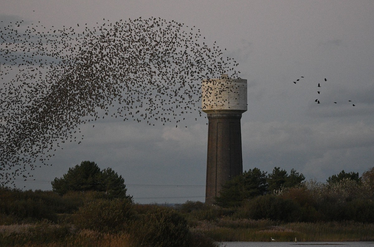 歐洲椋鳥 - ML647352301