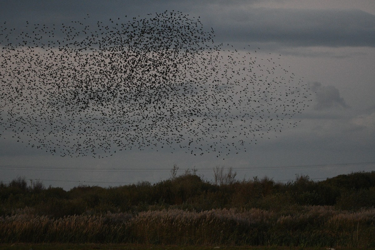 歐洲椋鳥 - ML647352303