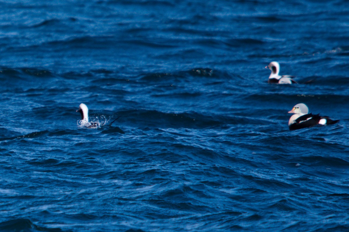 Prachteiderente - ML647352304