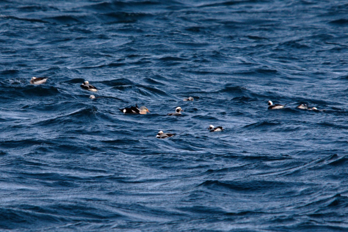 Prachteiderente - ML647352305