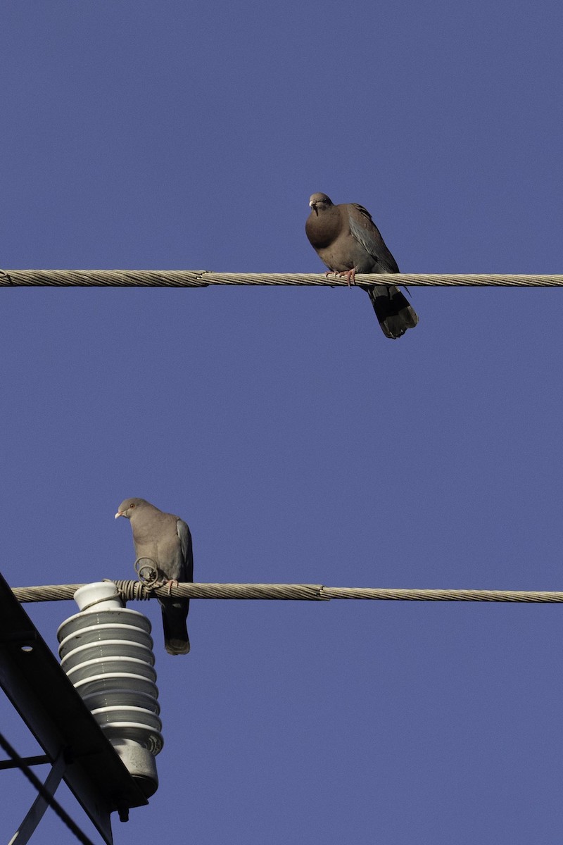 Red-billed Pigeon - ML647352314