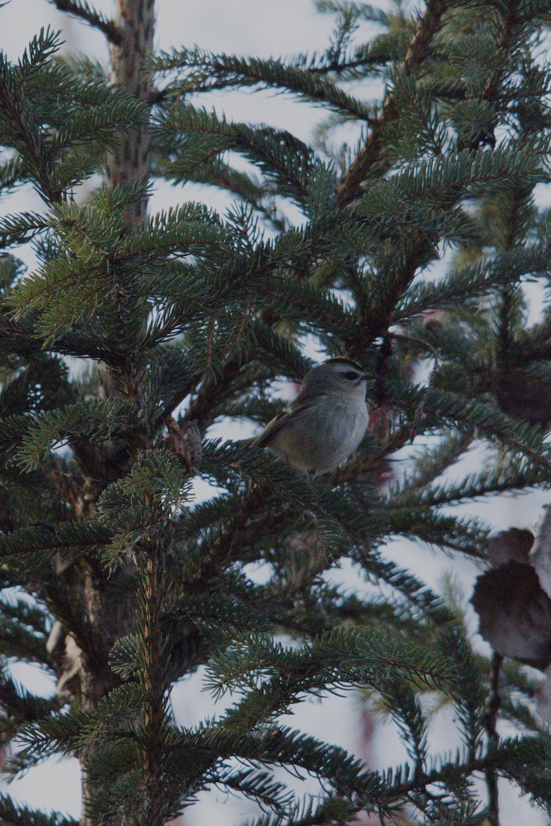 Indianergoldhähnchen - ML647352315