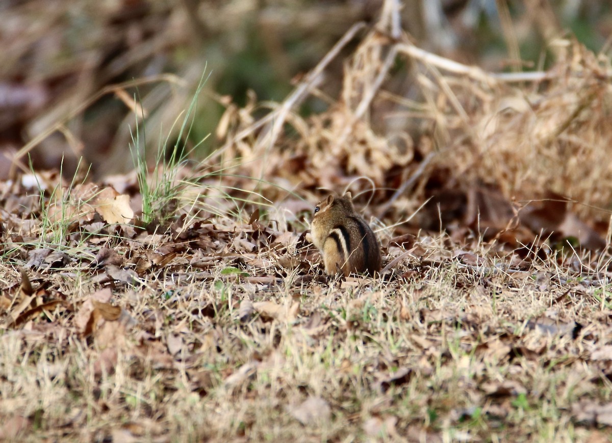 Animals - ML647352316