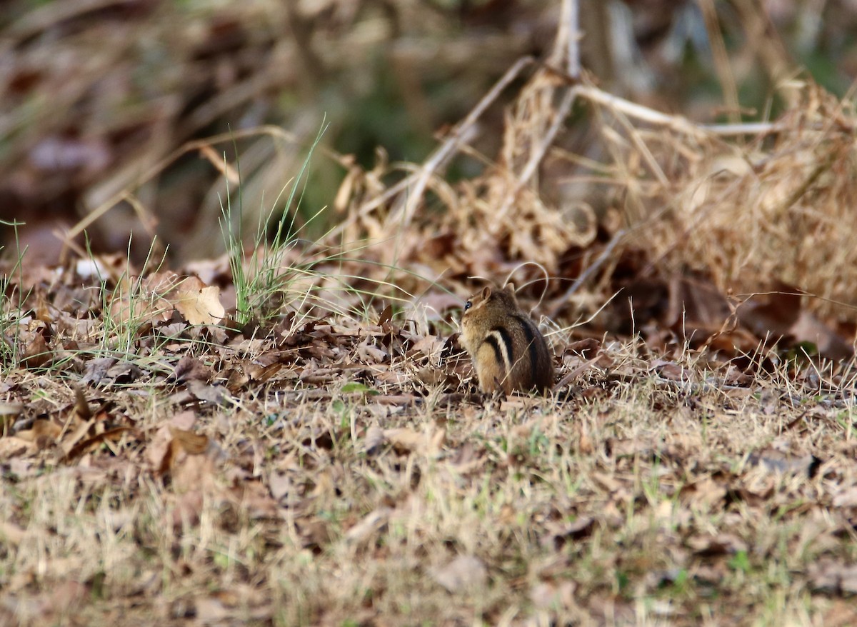 Animals - ML647352317