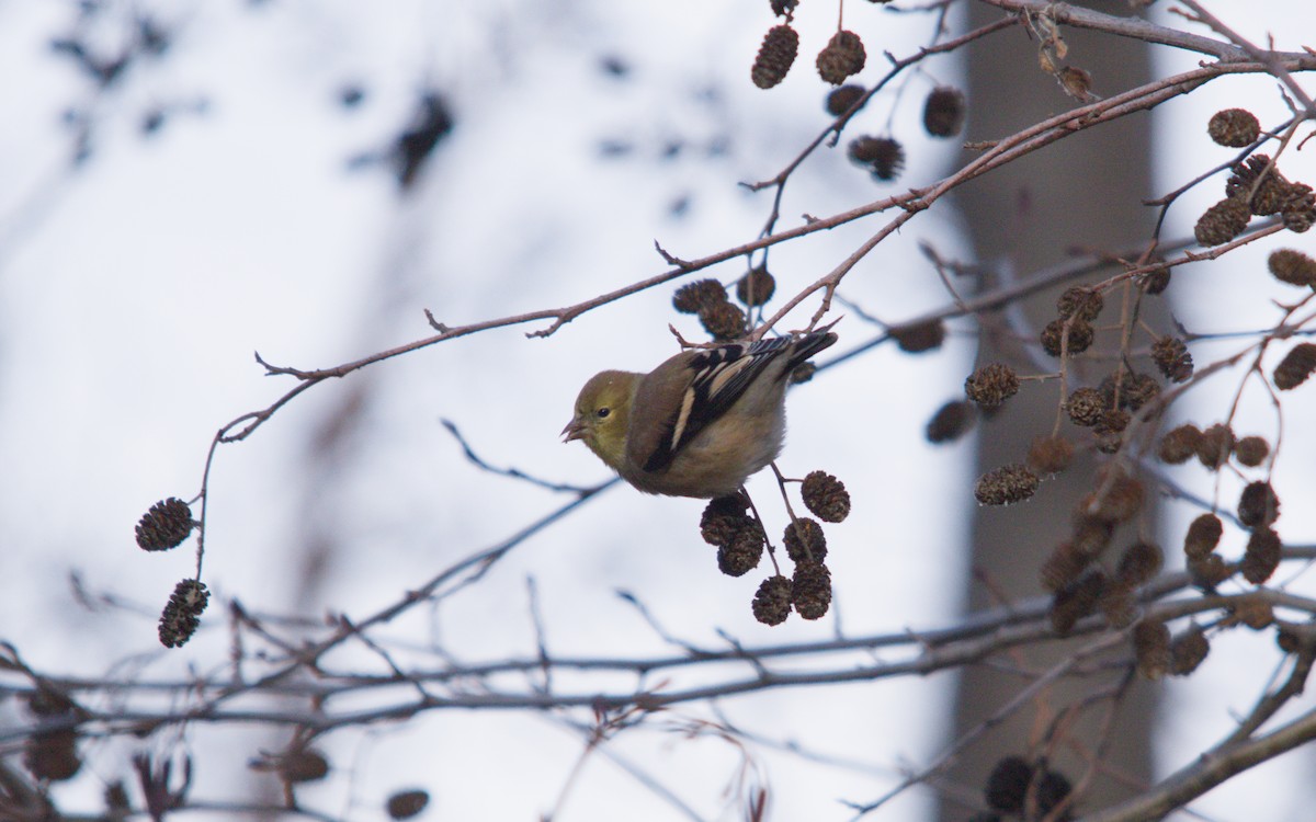 Goldzeisig - ML647352323