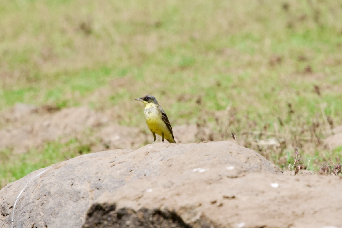 Western Yellow Wagtail - ML647352324