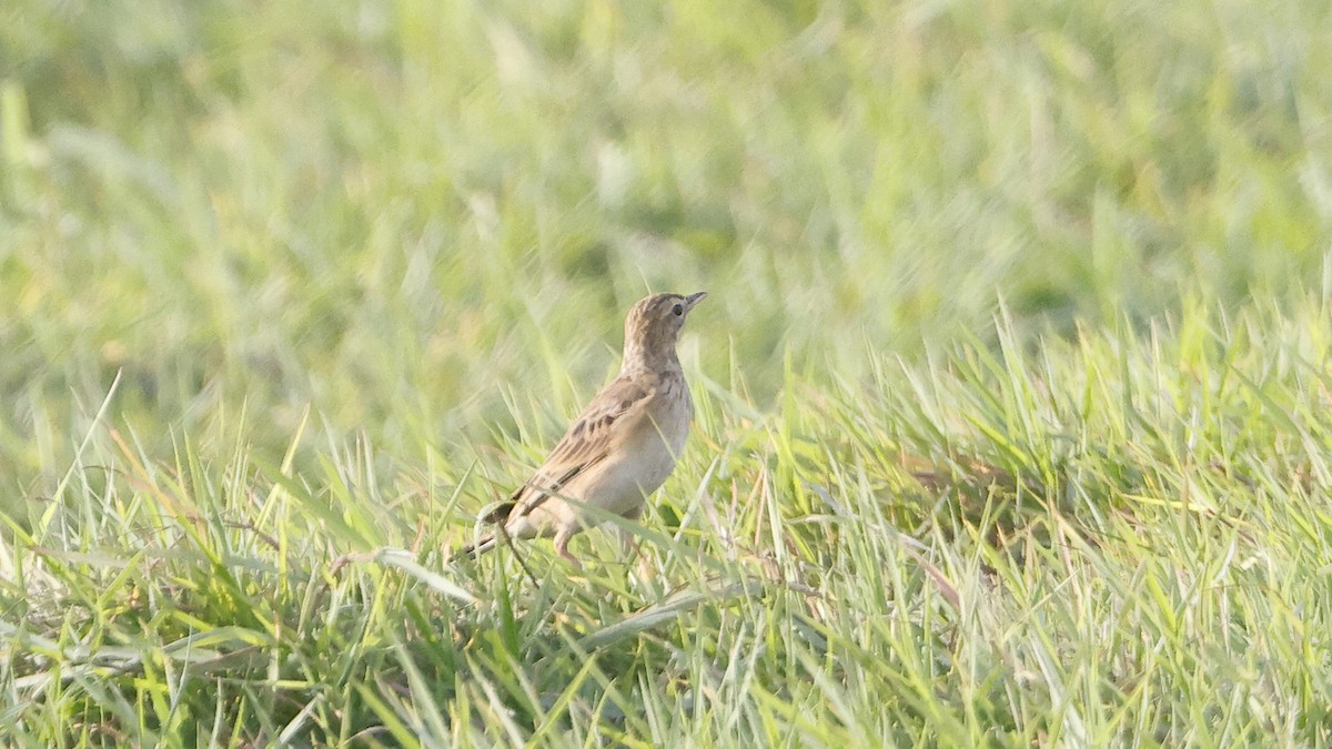 Richard's Pipit - ML647352326