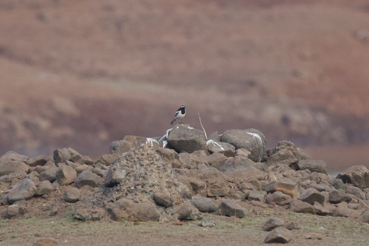 Lavandera India - ML647352327