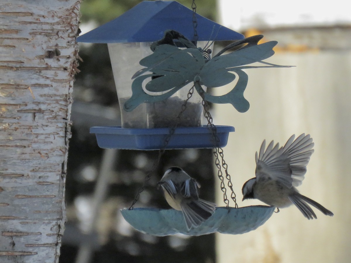 Black-capped Chickadee - ML647352338