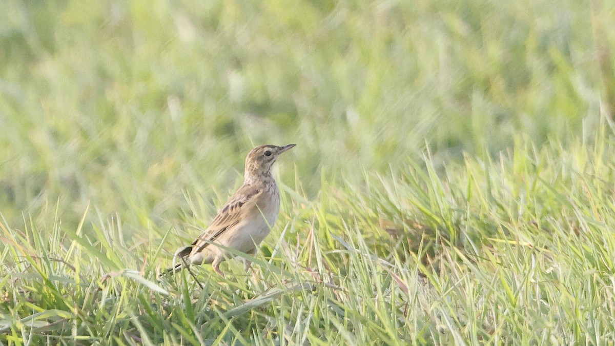 Richard's Pipit - ML647352340