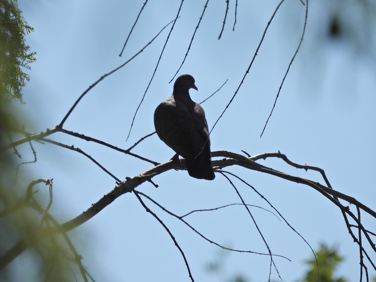 Picazuro Pigeon - ML647352374