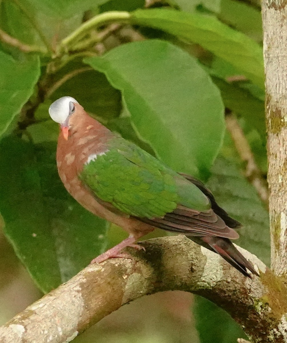 Asian Emerald Dove - ML647352383