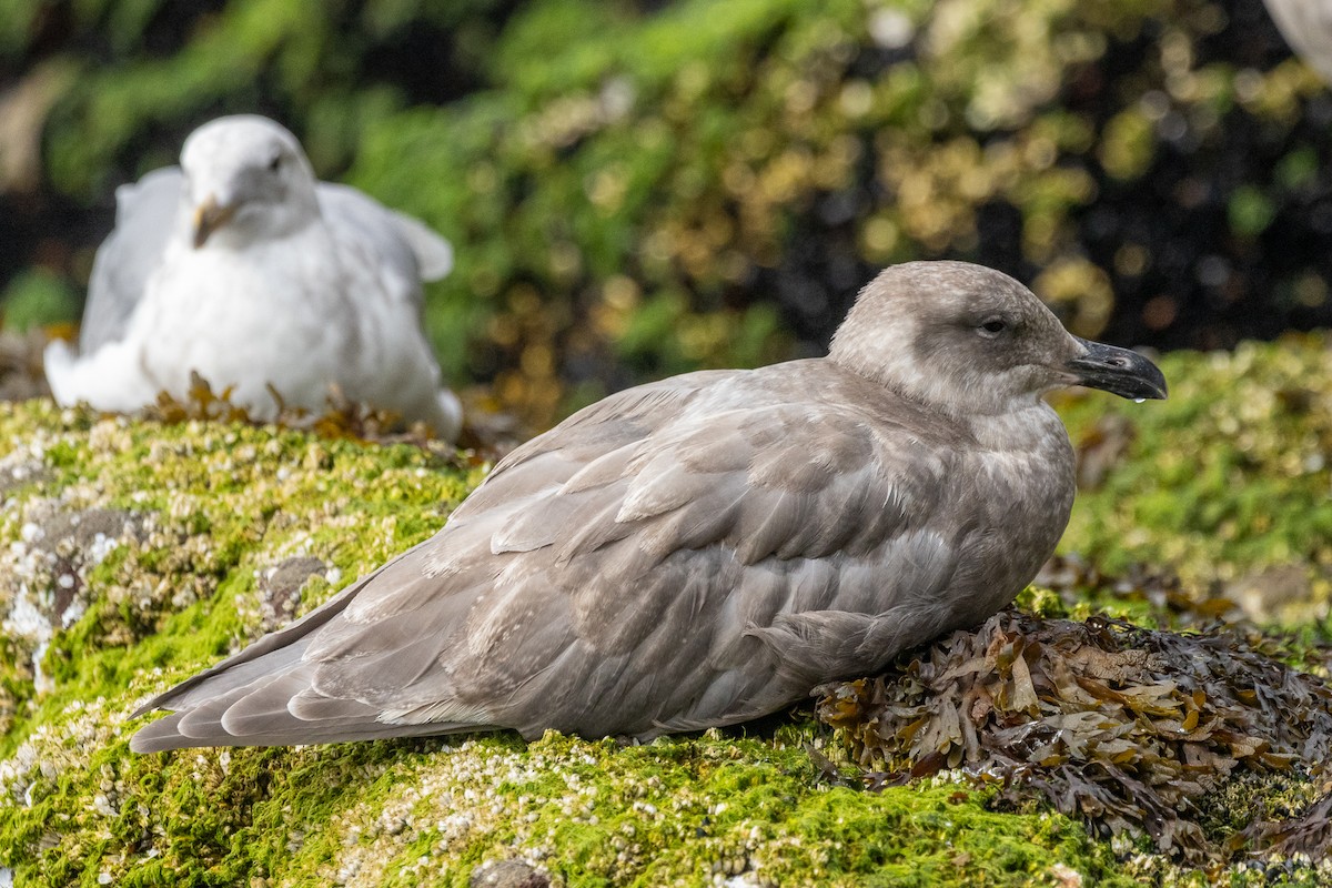 Glaucous-winged Gull - ML647352398