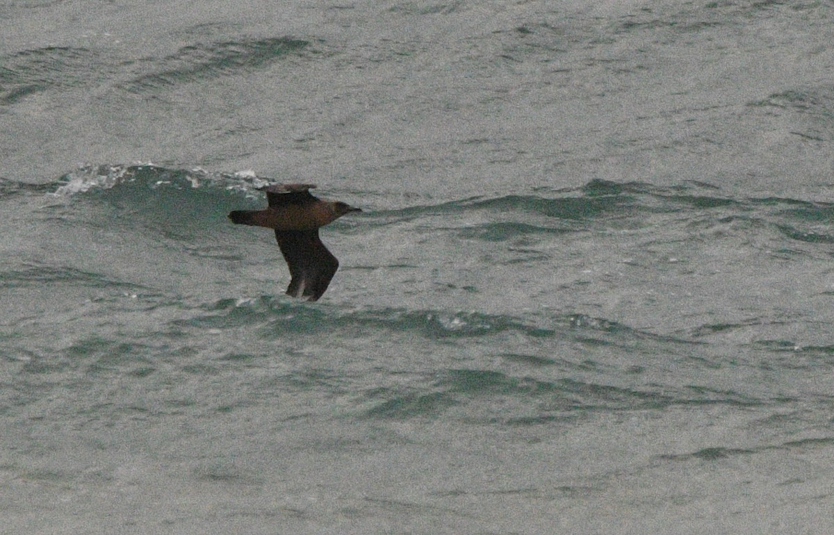 Great Skua - ML647352416