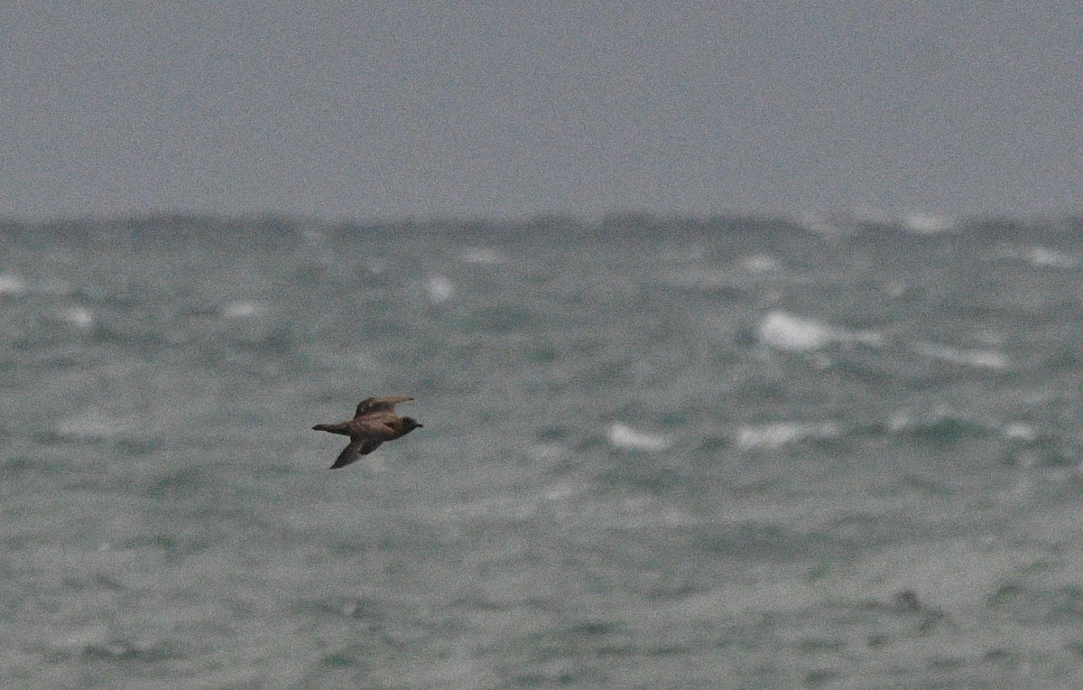 Great Skua - ML647352417