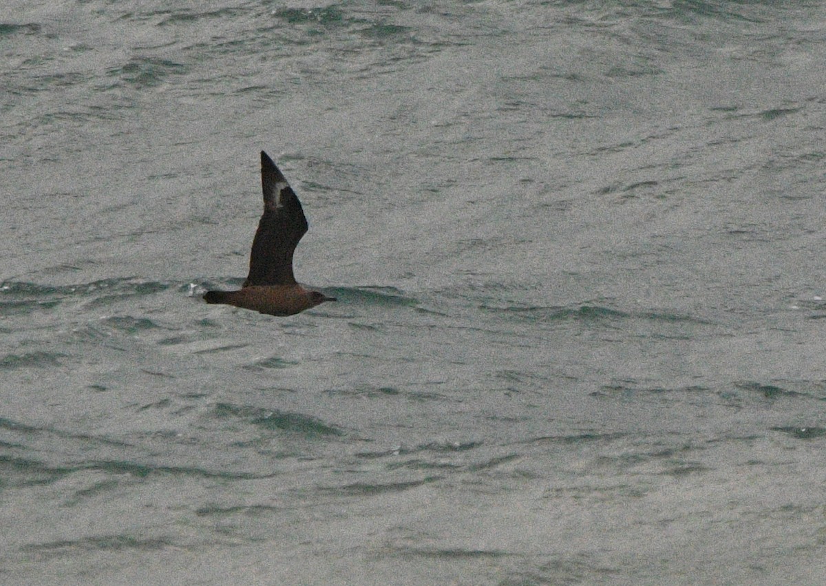 Great Skua - ML647352418