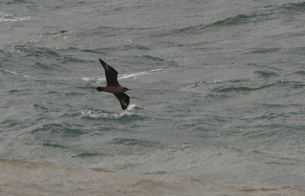 Great Skua - ML647352419