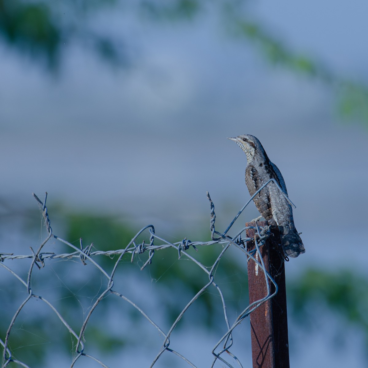 Eurasian Wryneck - ML647352421