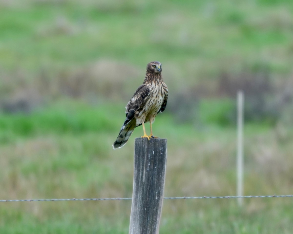 Aguilucho de Hudson - ML647352422