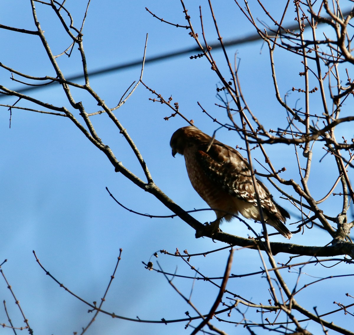Red-shouldered Hawk - ML647352424
