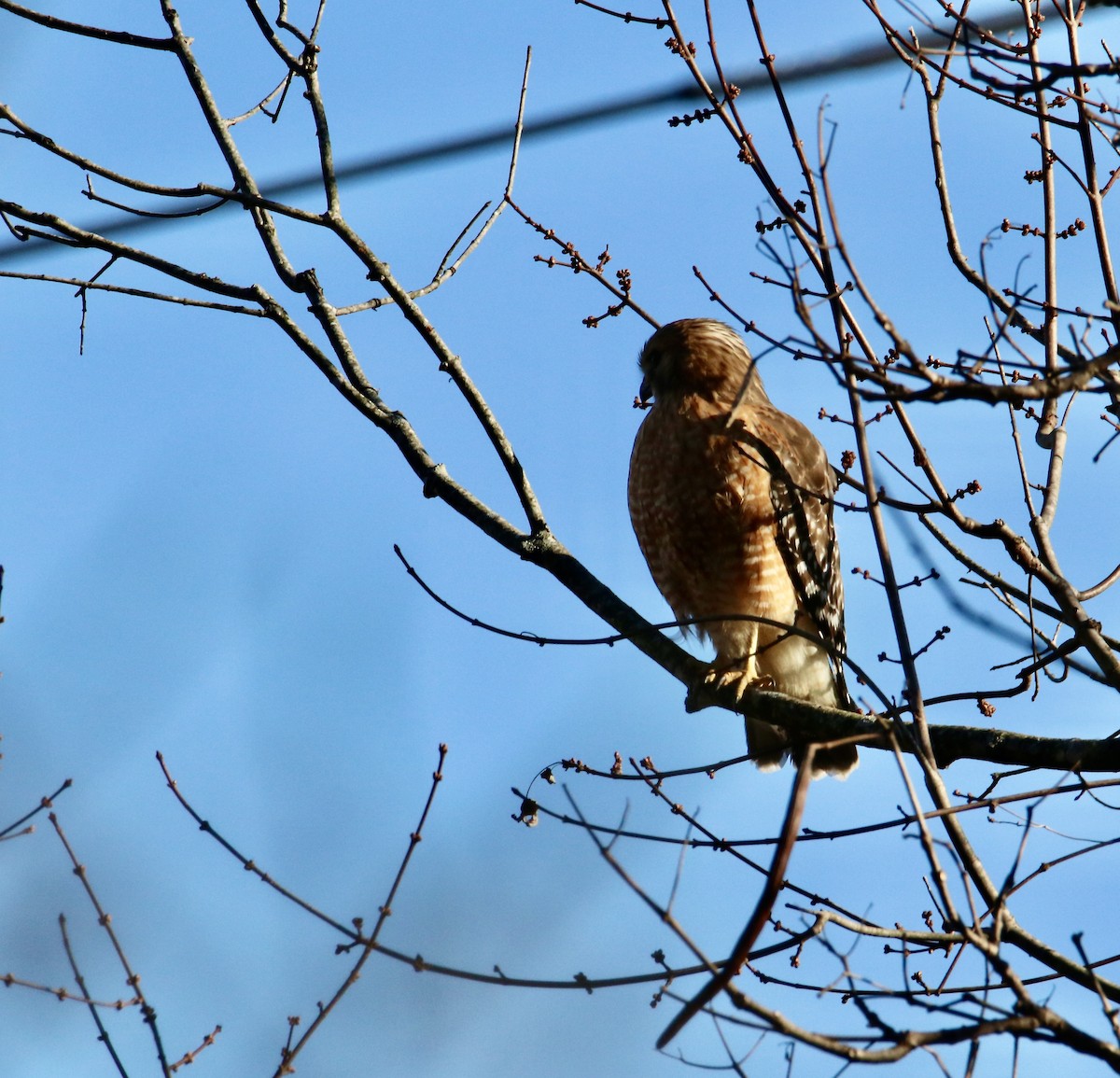 Red-shouldered Hawk - ML647352425