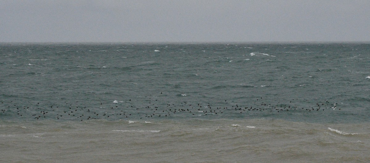 歐洲椋鳥 - ML647352427