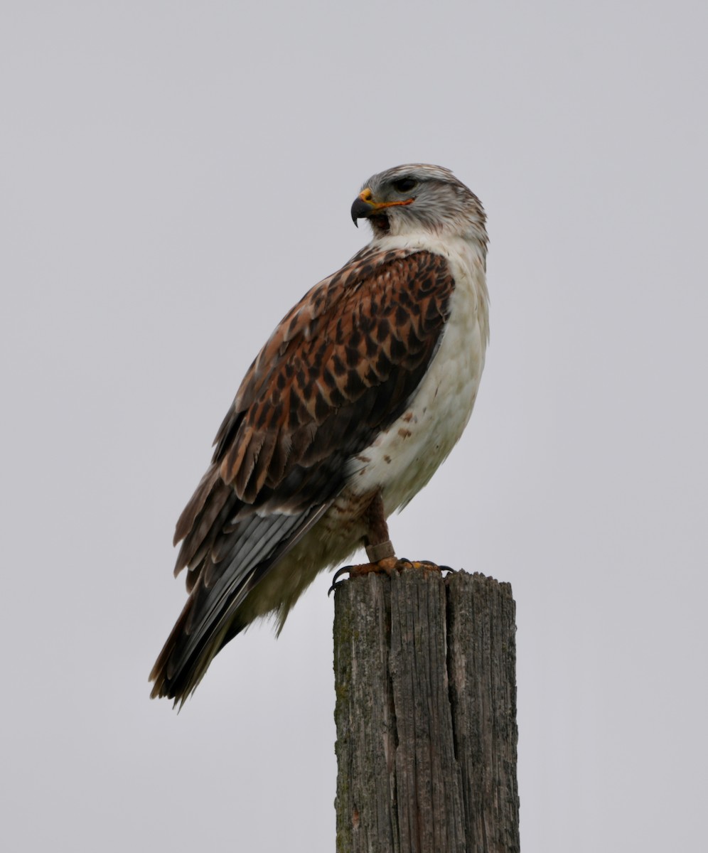 kongevåk - ML647352428