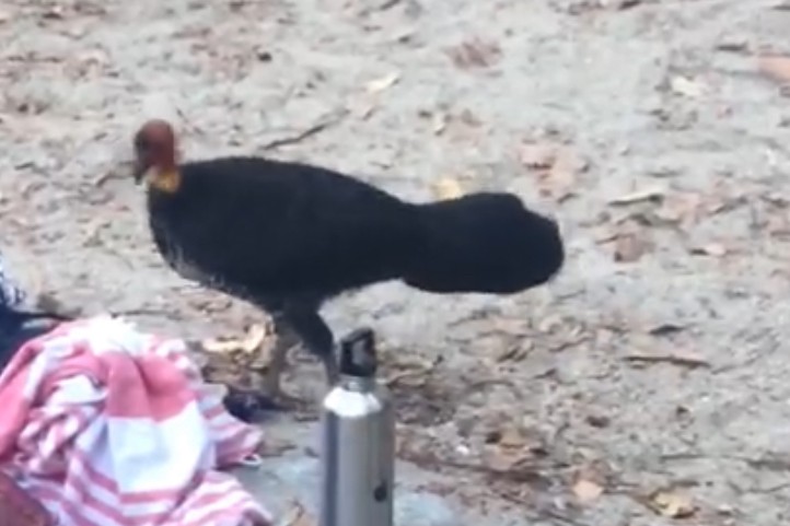 Australian Brushturkey - ML647352431
