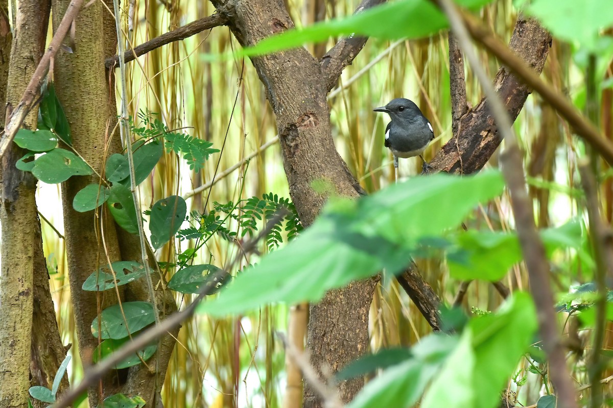 Oriental Magpie-Robin - ML647352432