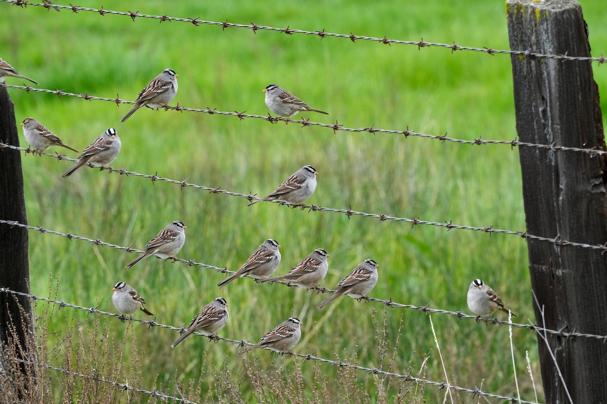 White-crowned Sparrow - ML647352433