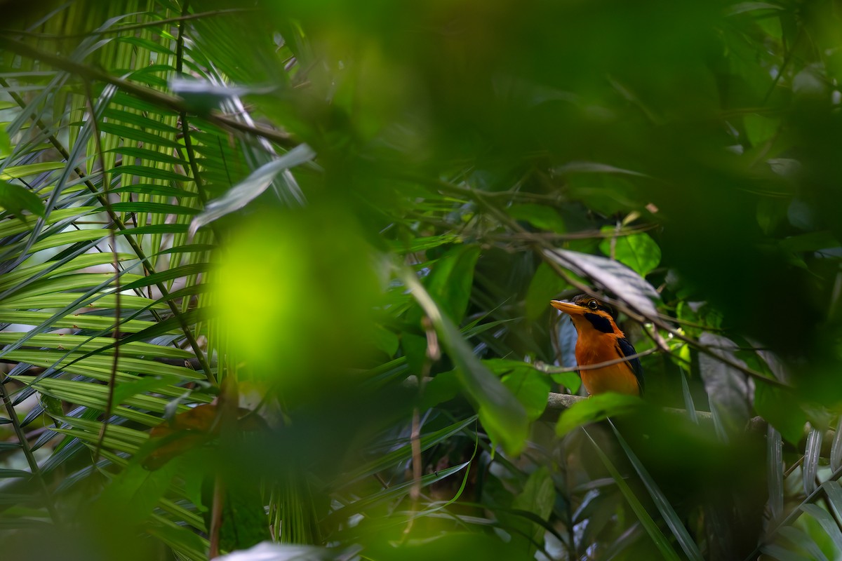 Rufous-collared Kingfisher - ML647352437
