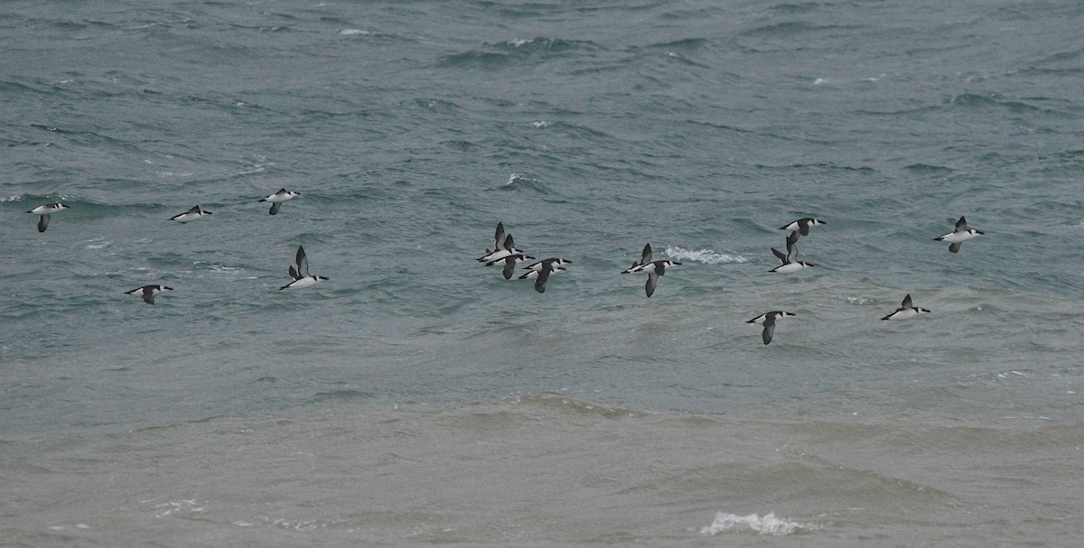 Razorbill - ML647352438