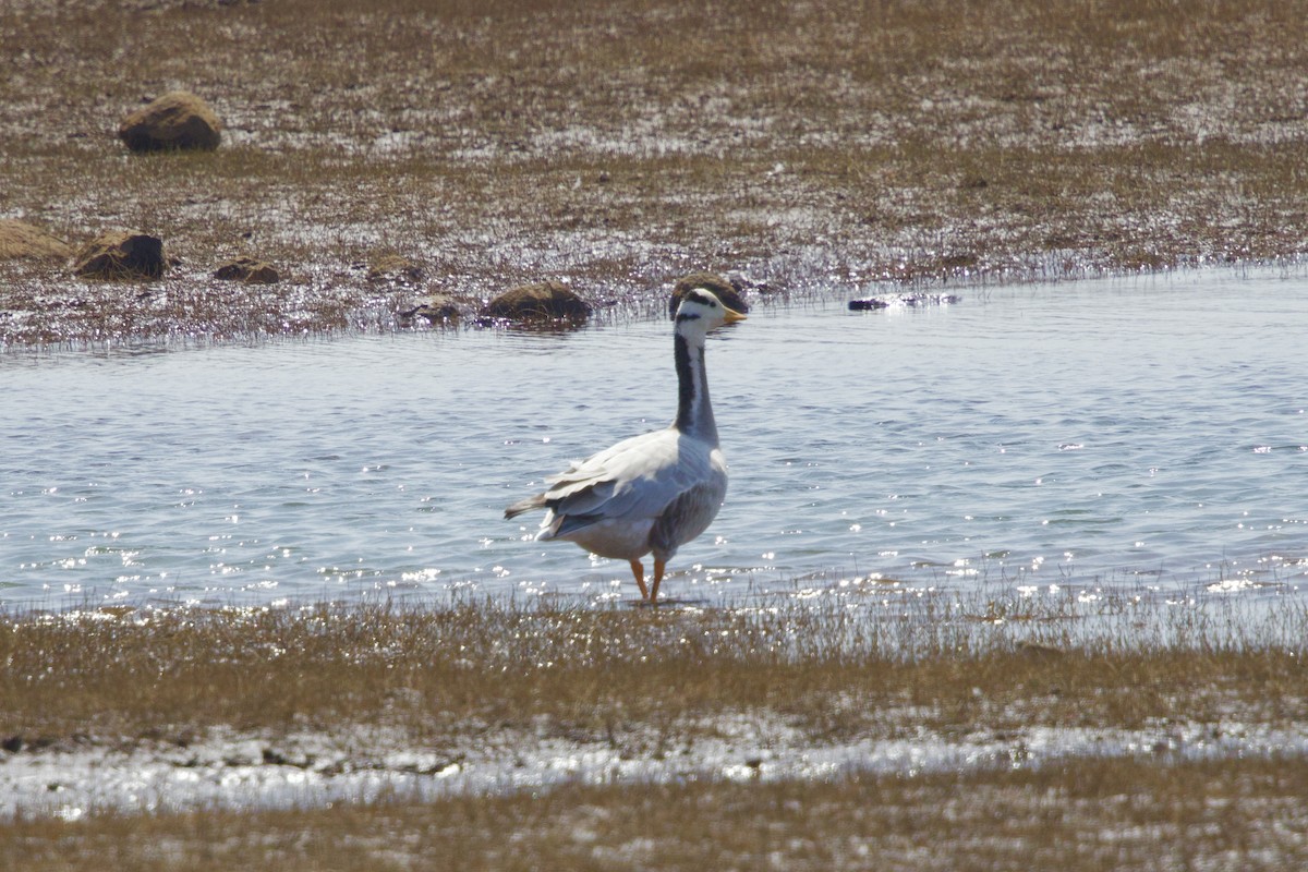 Bar-headed Goose - ML647352439