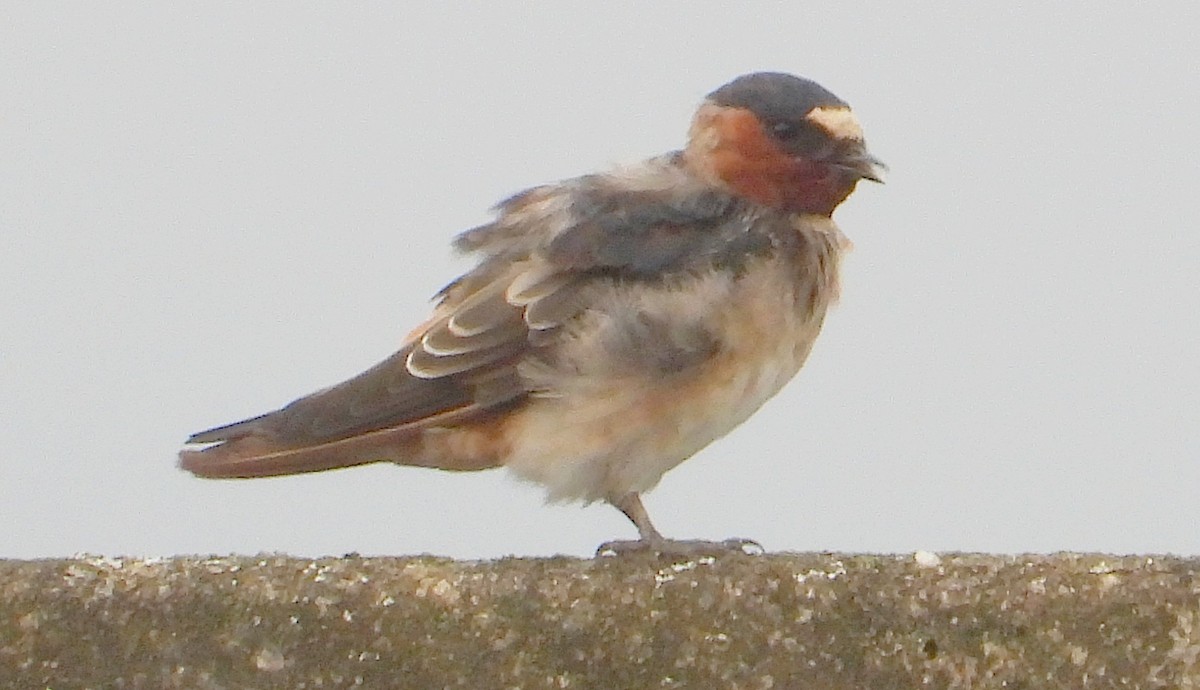 סנונית אמריקנית - ML647352440