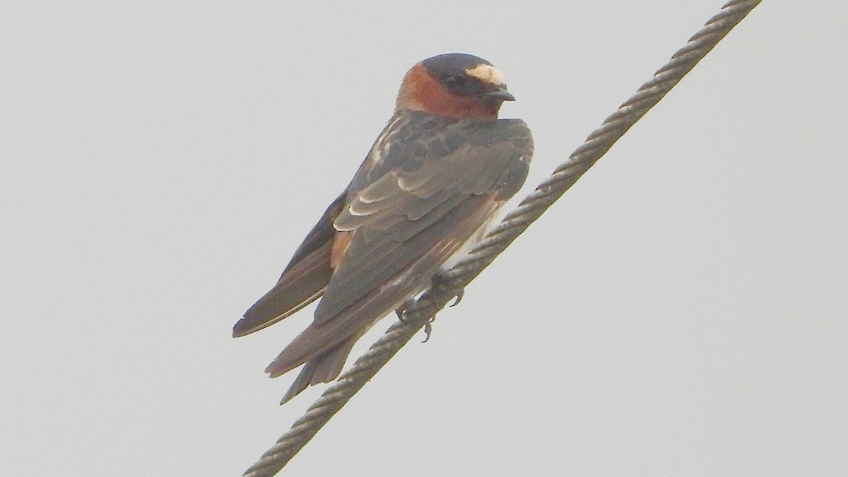 סנונית אמריקנית - ML647352441