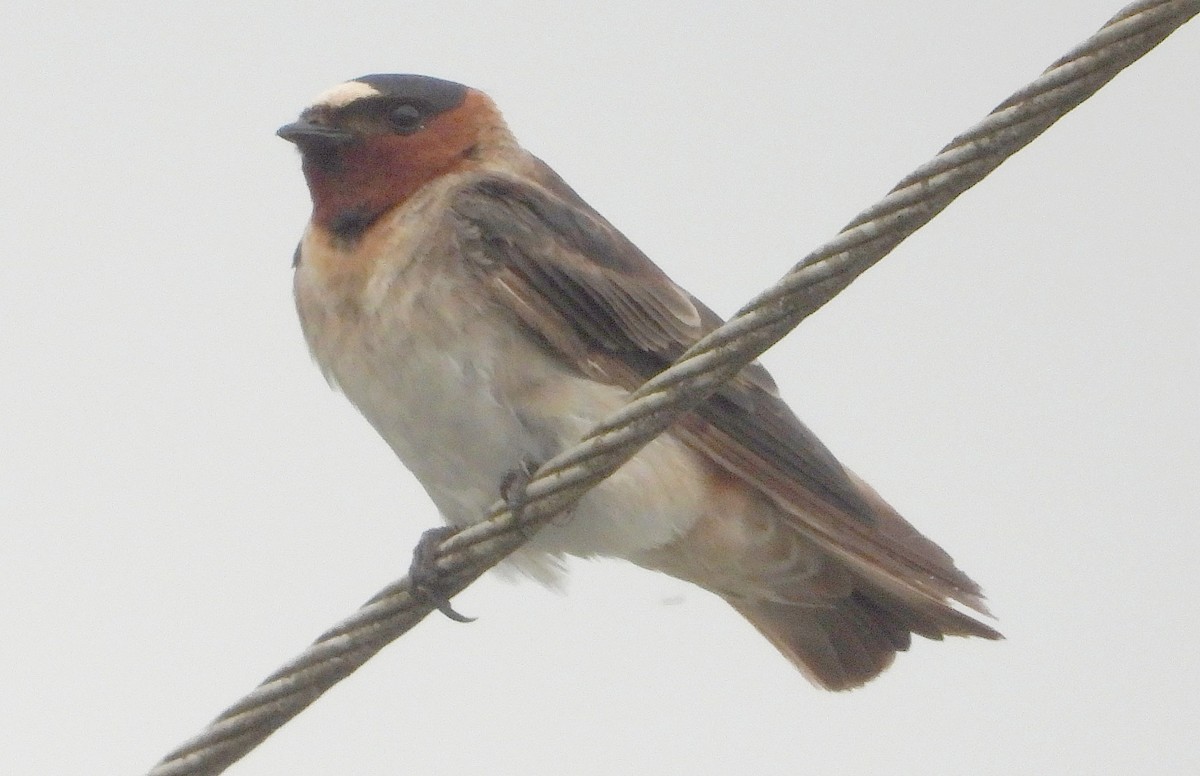 סנונית אמריקנית - ML647352442